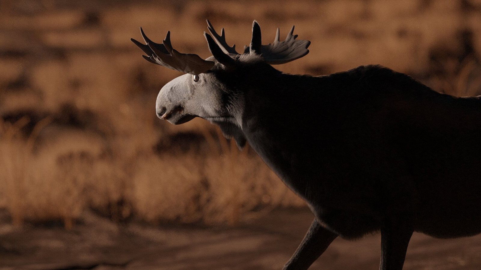 Still from Horace: Last day of a life, winner of Best Animation Film