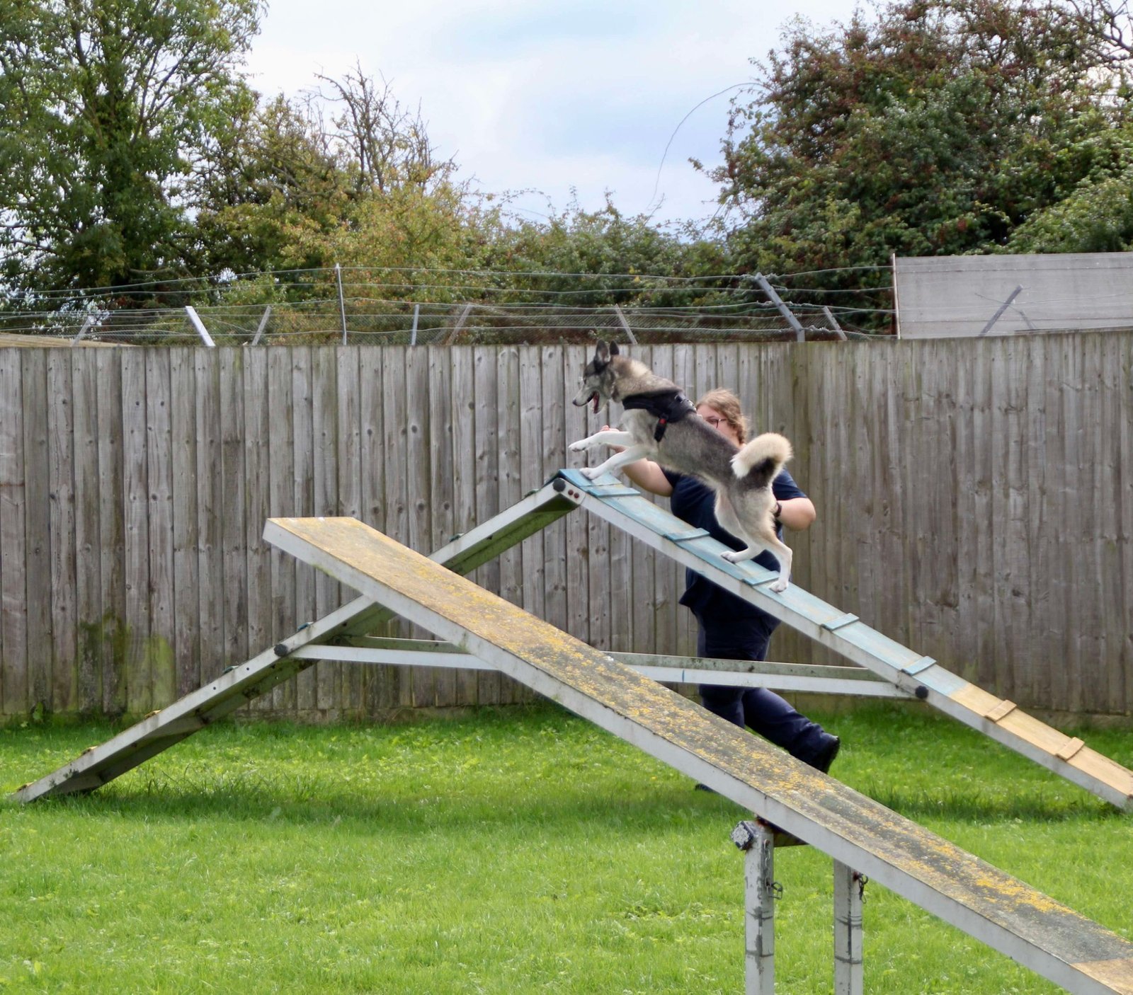 Grace at the RSPCA, exercising the dogs.