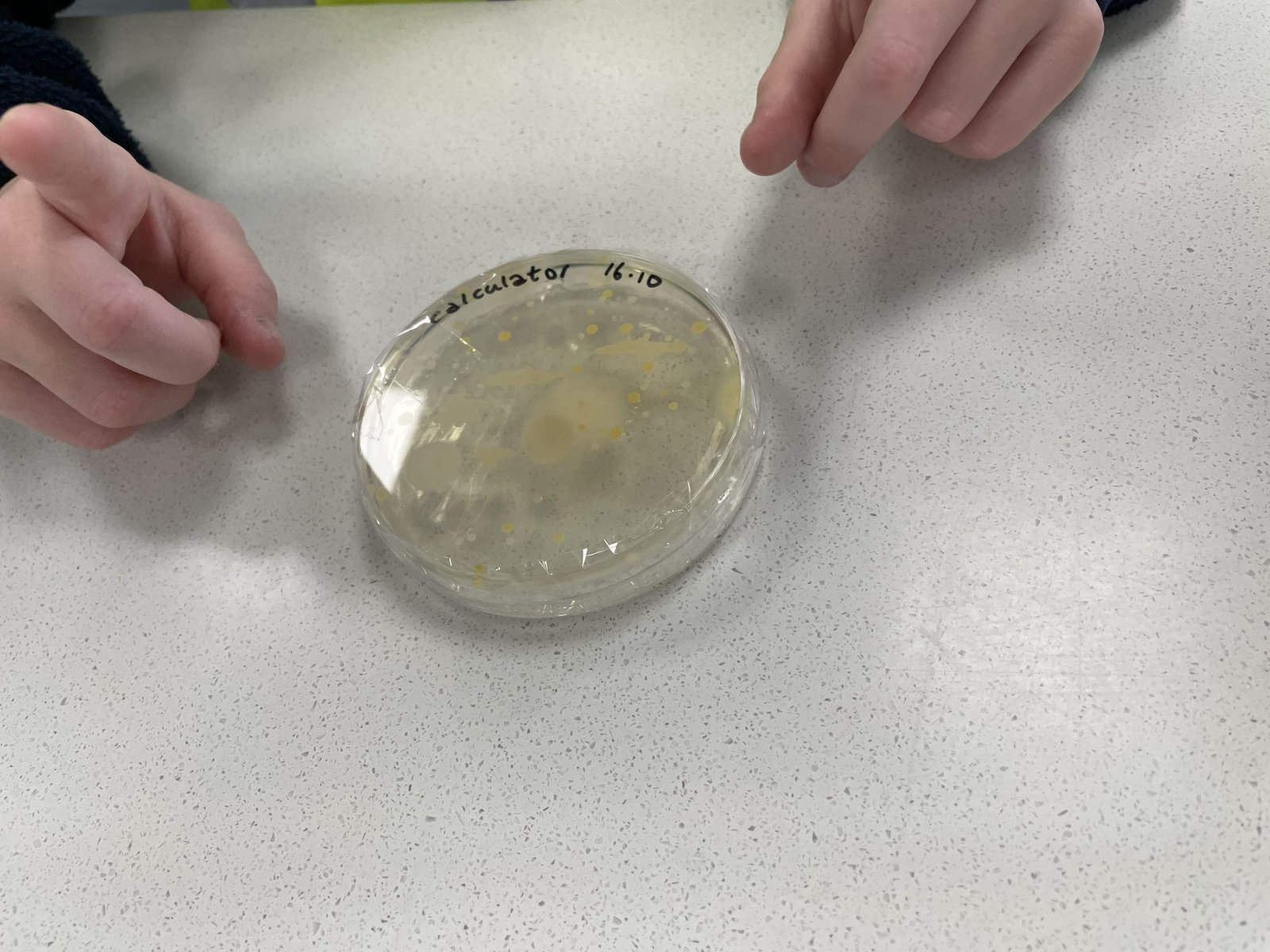 A petri dish