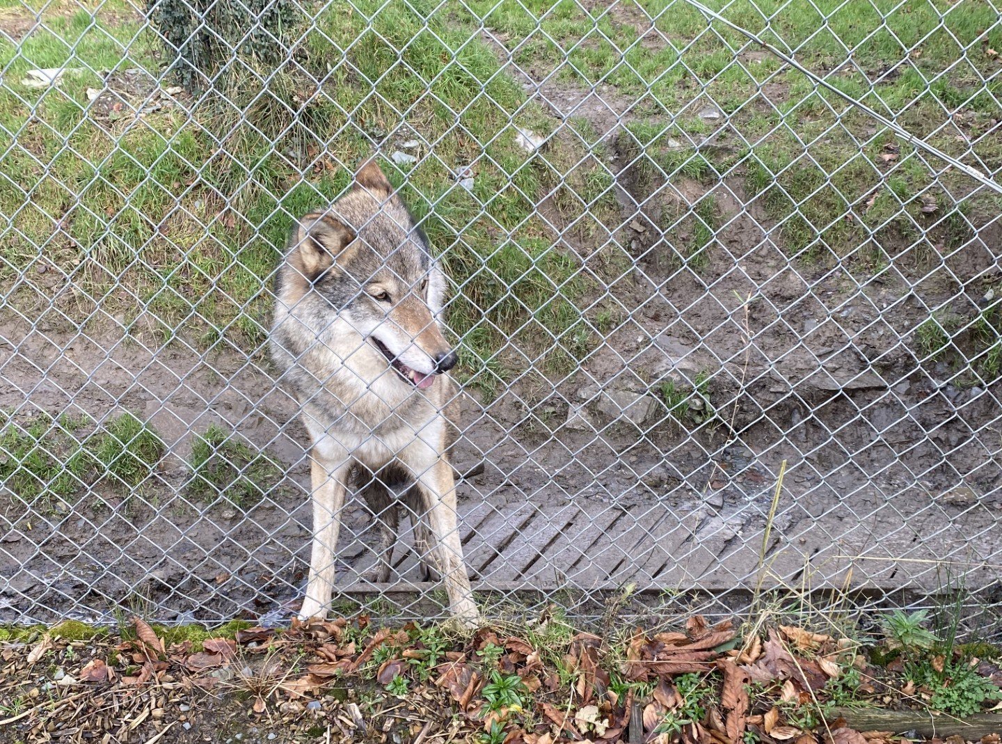 Wolf sat down at the zoo
