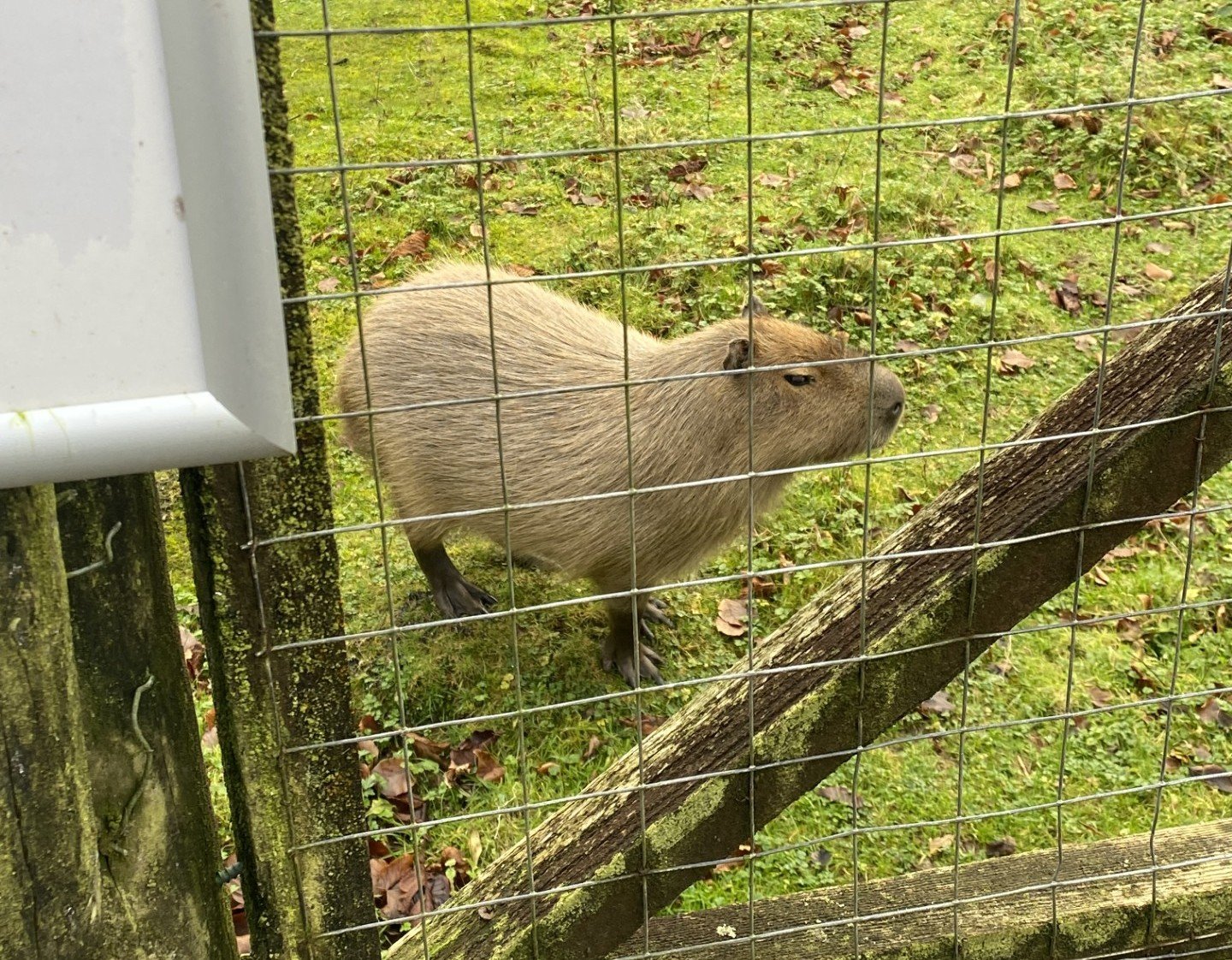 Capybara walking around zoo