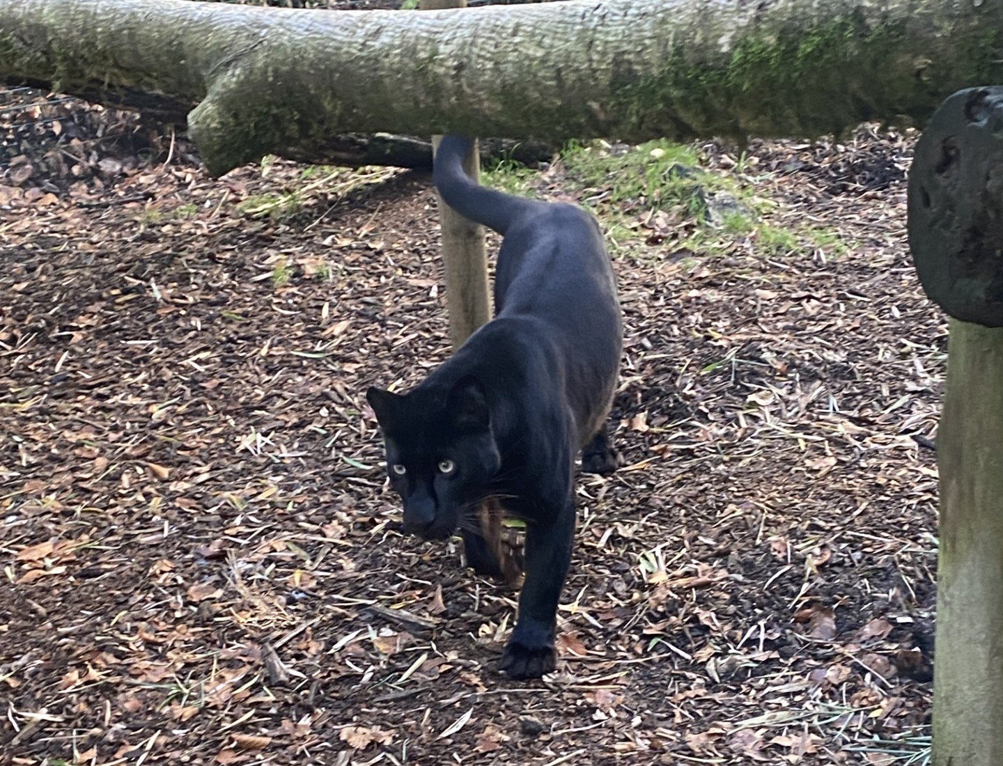 Lynx walking at the zoo